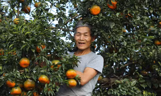 Những vườn cam bù chín mọng chờ Tết 'bung hàng' 