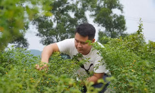 Cải tạo đồi keo trồng giống ớt đắt nhất thế giới đem lại thu nhập trăm triệu