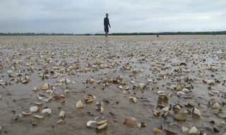 Xác định nguyên nhân khiến ngao nuôi chết trắng bãi