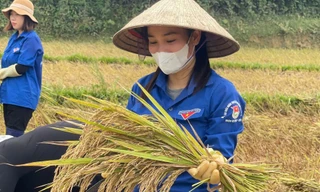 Tuổi trẻ Hà Tĩnh xuống đồng gặt lúa hỗ trợ người dân
