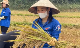 Tuổi trẻ Hà Tĩnh xuống đồng gặt lúa hỗ trợ người dân