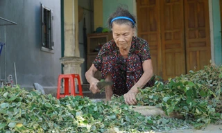 Trồng cây dược liệu giúp người nông dân phát triển làm giàu