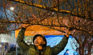 Đốt lửa sưởi ấm, thay nhau trông đào, quất giữa đêm lạnh buốt