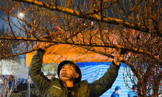 Đốt lửa sưởi ấm, thay nhau trông đào, quất giữa đêm lạnh buốt