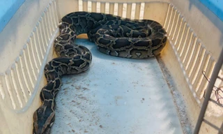 Trăn gấm dài hơn 1,5m 'đột kích' trang trại ở Hà Tĩnh nuốt chửng 10 con gà