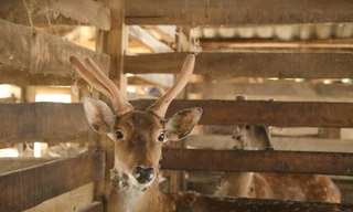 Vào mùa cắt 'lộc nhung', nông dân thu tiền tỷ