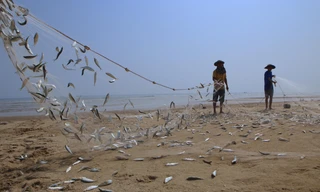 Đã mắt xem ngư dân Hà Tĩnh gỡ hàng tấn cá trích mắc lưới, trúng đậm tiền triệu