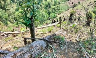 Người đàn ông bị phạt gần 38 triệu vì phá rừng