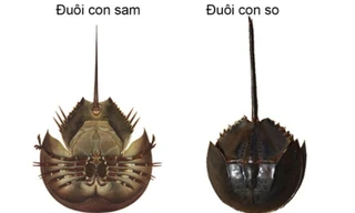 Ăn nhầm loài hải sản chứa chất kịch độc, người đàn ông liệt toàn thân nguy kịch