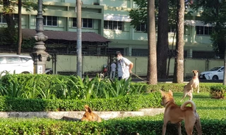 Hình ảnh 'quay mặt vào bụi cây' phóng uế phản cảm ở loạt công viên tại TPHCM