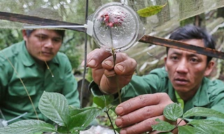 Những loại sâm và dược liệu quý toàn cầu sẽ quy tụ về lễ hội tại TPHCM