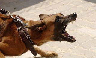 Những sai lầm khiến nhiều người mất mạng vì bệnh dại