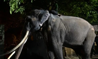 Chú voi 29 tuổi Muthu Raja bị ép phải lao động nặng nhọc khi ở Sri Lanka. (Ảnh: ISHARA S. KODIKAR)