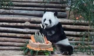 Gấu trúc Lin Hui khi còn sống trong vườn thú ở Chiang Mai, Thái Lan