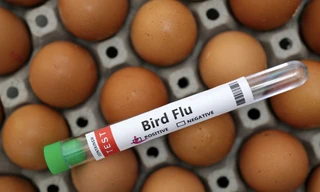 WHO cảnh báo dịch H5N1 đang diễn biến đáng lo ngại