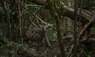 Bức ảnh ghi lại khoảnh khắc chú khỉ nằm dài trên lưng hươu trên một hòn đảo phía nam Nhật Bản