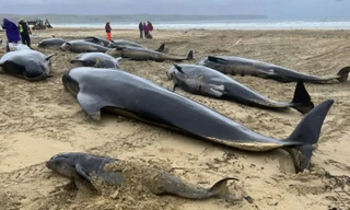 Những con cá voi hoa tiêu nằm ngổn ngang trên bãi biển Scotland. (Ảnh: BDMLR)