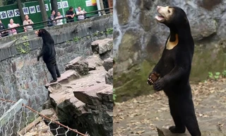 Bức ảnh gấu chó đứng thẳng như người khiến dân mạng Trung Quốc xôn xao