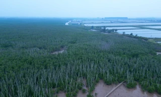 Lợi ích của rừng ngập mặn đối với người dân ven biển Nam Định