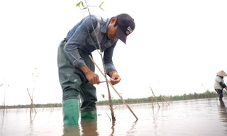 Trồng 2.600 cây phủ xanh rừng ngập mặn tại Hải Phòng