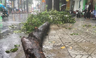 Nhánh cây rơi xuống đường đề bị thương người dân.