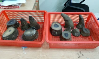 Hơn 6kg sừng tê giác được giấu trong hành lý cá nhân bị phát hiện.