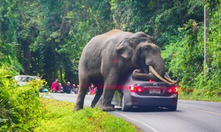 Chiếc xe ô tô bị hư hỏng sau khi được voi dùng làm gối ngủ. 