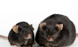 Các nhà khoa học đã thử nghiệm thành công việc biến khối ung thư thành chất béo vô hại ở các loài gặm nhấm và có nhiều dấu hiệu khả quan khi áp dụng ở người.