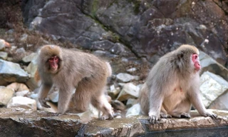 Đây là trường hợp đầu tiên tại Nhật Bản khi người bị nhiễm virus herpes B từ khỉ.