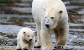 Bé gấu Bắc cực 3 tháng tuổi lần đầu tiên được ra ngoài dạo chơi cùng gấu mẹ ngày 15/3 vừa qua.