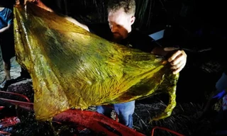 Chú cá voi bị chết vì nuốt hơn 40kg rác thải nhựa vào bụng.