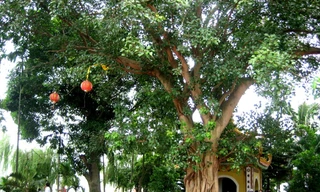 Cây bồ đề có gốc tích Ấn Độ tại chùa Trấn Quốc, Hà Nội.