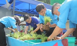 Bạn trẻ tạo mảng xanh mát lành từ công sở đến góc bếp