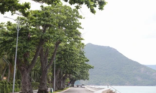 Sắc xanh tươi đẹp trên 'đảo ngọc' Côn Đảo