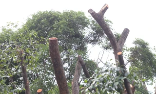 Cổ thụ trăm tuổi bị đốn hạ: Lãnh đạo ngành chức năng TPHCM nói gì? 