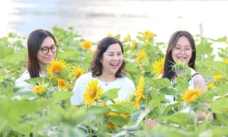 Cánh đồng hoa hướng dương bên sông Sài Gòn đông nghịt người ngày cuối năm 