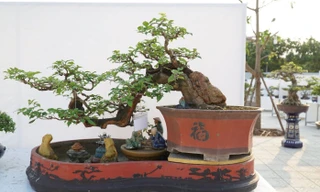 50 quốc gia góp mặt tại lễ hội Bonsai và Suiseki châu Á - Thái Bình Dương