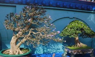 Chiêm ngưỡng các tác phẩm bonsai và đá cảnh nghệ thuật quốc tế hội tụ ở TPHCM