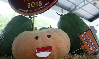 Củ, quả 'khủng' ở khu vườn 'kỳ hoa dị thảo' Nam bộ