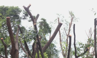 Lý do hàng loạt cây xanh ở TPHCM bị cắt tỉa trơ trụi