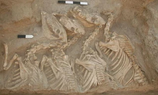 Phát hiện Kunga 4.500 tuổi, 'quái vật' đầu tiên lai giữa 2 loài khác nhau