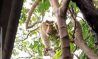 Khỉ đuôi lợn 8 kg đập ly chén, phá lư hương nhà dân 