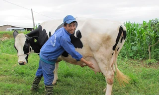 Vào lò luyện hoa hậu bò sữa