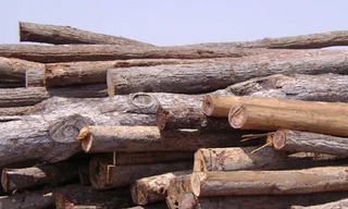 Gỗ khai thác trái phép ở Gia Lai Ảnh: PV