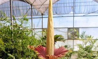 'Hoa xác chết' khổng lồ bốc mùi hôi thối