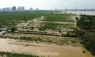 Hà Nội hỗ trợ tiền cho người trồng đào, quất 