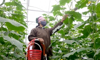 Nông dân Hà Nội thu hoạch rau màu (ảnh minh họa)