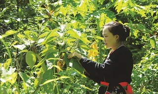 Người dân tộc ít người ở Hà Nội có đời sống ngày càng tốt hơn