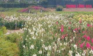 Quận Tây Hồ sẽ có vườn hoa, cây xanh rộng hơn 3.400 m2