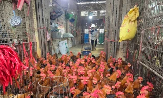 Hà Nội: Nguy cơ bùng phát dịch cúm từ chợ gia cầm lớn nhất miền Bắc